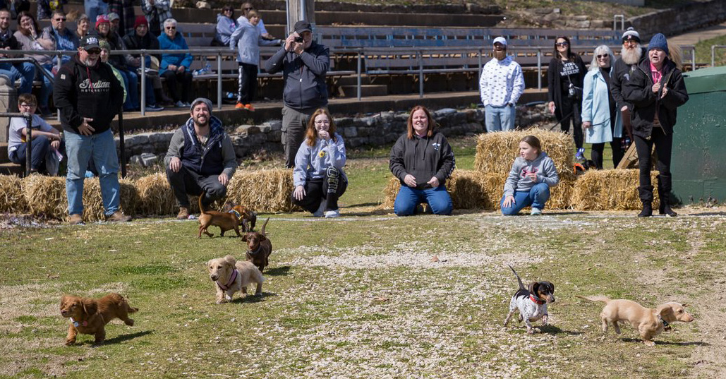 Pet Friendly Bed and Breakfasts and DogFriendly Wineries