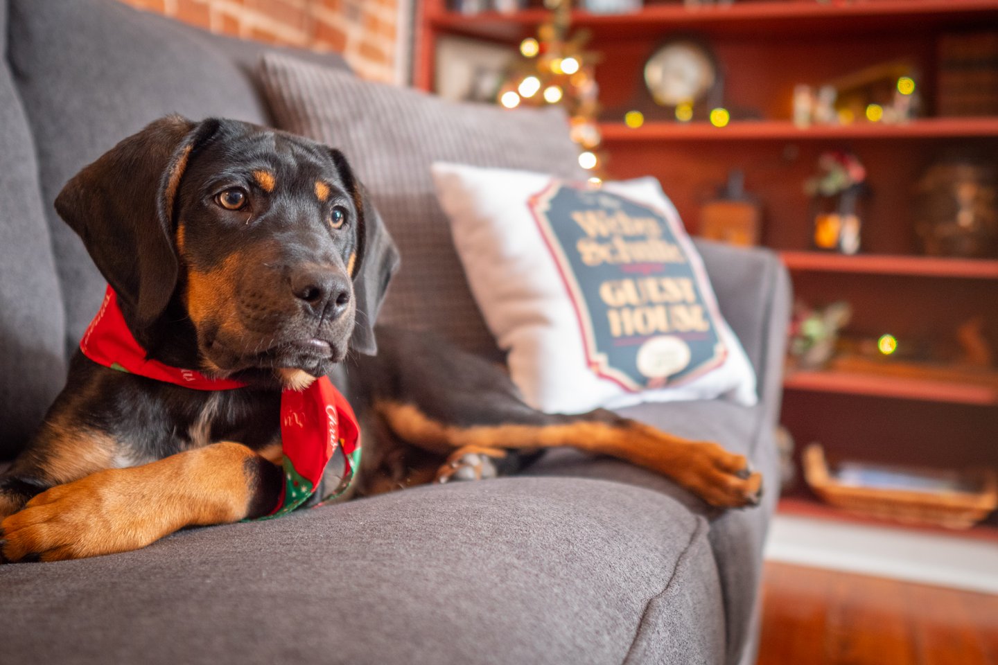 Pet Friendly Bed and Breakfasts and DogFriendly Wineries