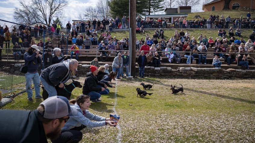 Everything You Need To Know For Hermann Wurstfest 2025 Wiener Dog Derby